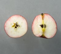 Ringkloster Kammerjunker æble